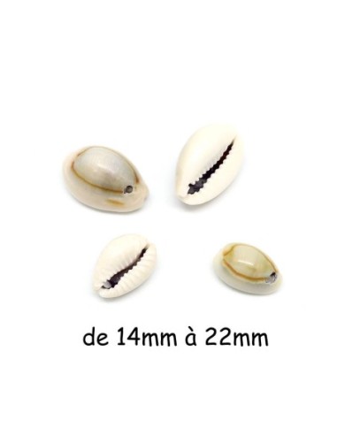 perle coquillage cauris beige clair vernis et troué tailles assorties de 14mm à 20mm
