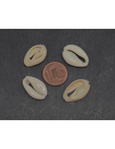 Perle coquillage cauris blanc ivoire pour bijoux 2