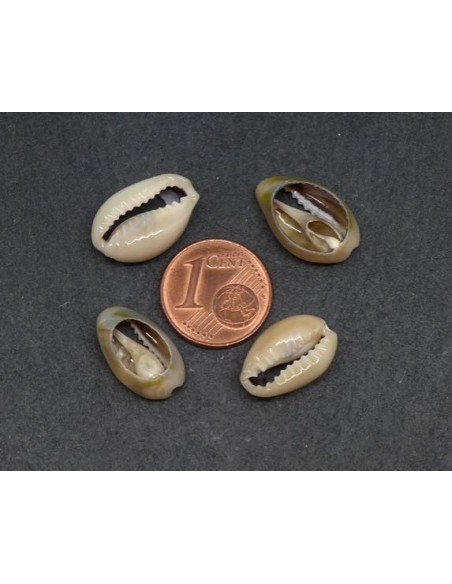 Petite Perle coquillage cauris beige marbré ouverts tailles de 14mm à 17mm