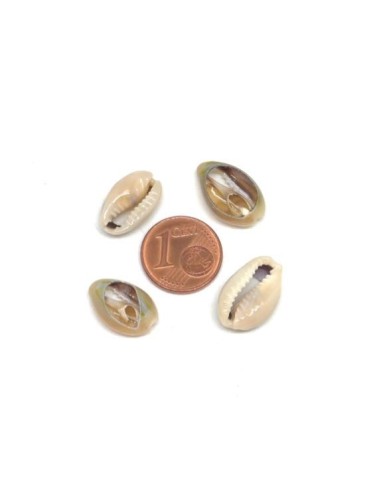 Petit coquillage cauris beige marbré ouverts pour bijoux