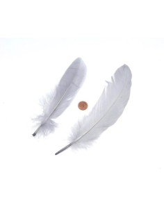 Plume gris perle pour décoration 2