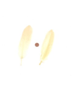 Plume beige coquille d'oeuf pas chère 14cm-20cm 2