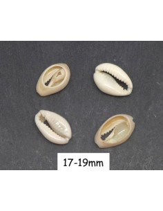 Perle coquillage cauris blanc ivoire pour collier