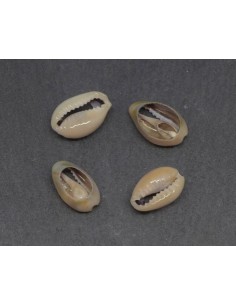 Perle coquillage cauris beige marbré pour collier 2