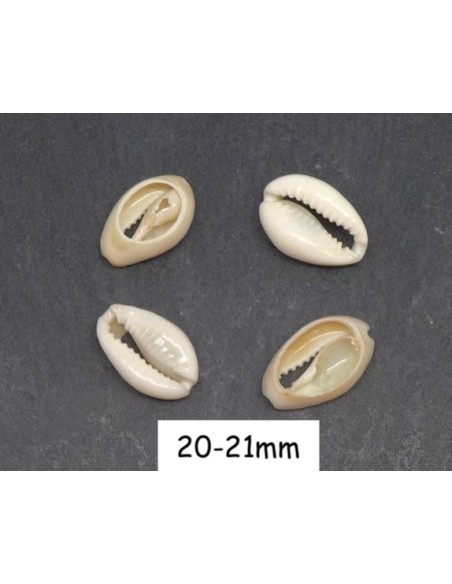 Connecteur coquillage Cauris