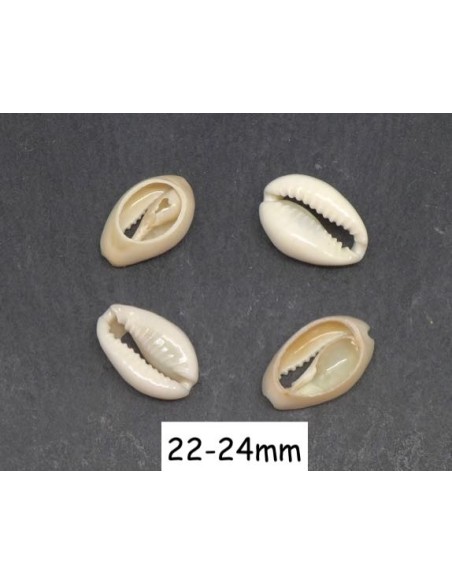 Perle coquillage cauris blanc ivoire pour bijoux tendance