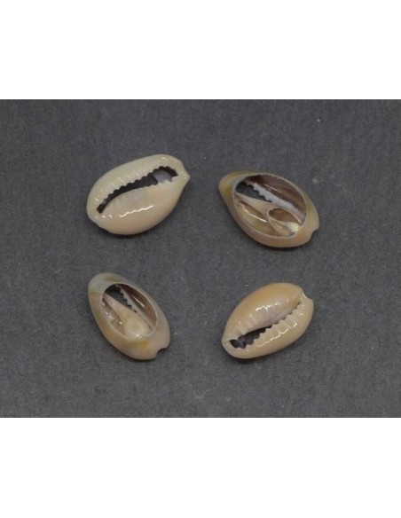 Perle coquillage cauris beige marbré pour collier