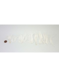 R-Sachet d'environ 30 plumes de décoration teintées blanc... 2