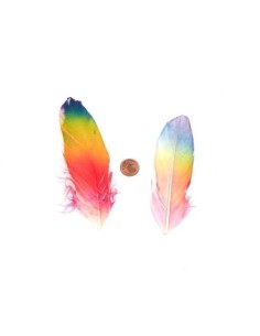Plume multicolore pour customisation 2