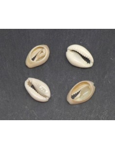 Perle coquillage cauris blanc ivoire pour collier 2